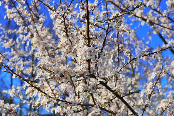 Piękne Kwitnące Wiśniowe Drzewo Przed Błękitnym Niebem — Zdjęcie stockowe