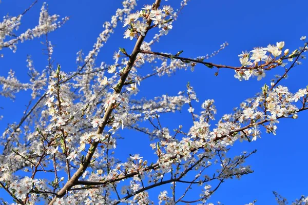 Hermoso Cerezo Floreciente Frente Cielo Azul —  Fotos de Stock