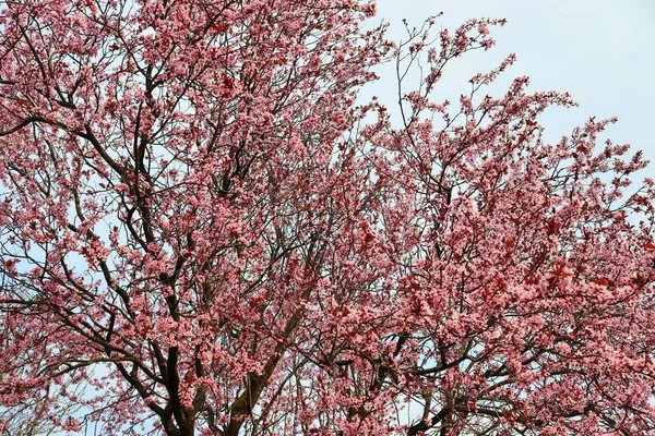 Hermoso Cerezo Floreciente Frente Cielo Azul —  Fotos de Stock