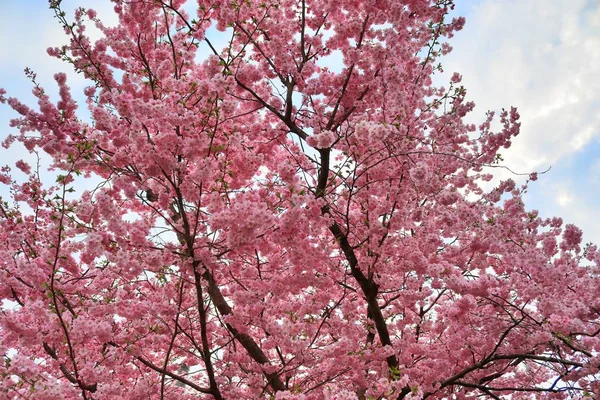 Hermoso Cerezo Floreciente Frente Cielo Azul —  Fotos de Stock