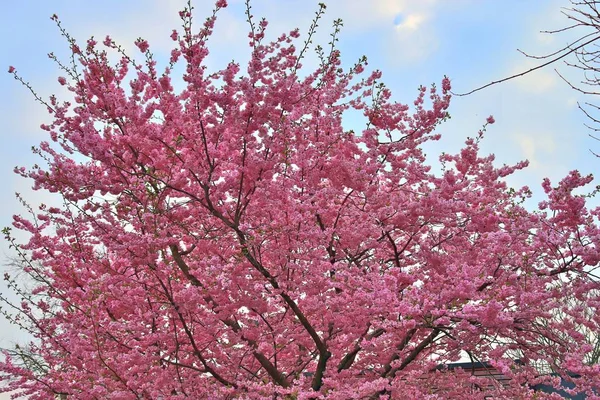 Piękne Kwitnące Wiśniowe Drzewo Przed Błękitnym Niebem — Zdjęcie stockowe