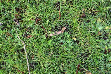 Yeşil çim ve bazı küçük çiçekler ile bir çayır üzerinde görünümü yakın