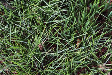 Yeşil çim ve bazı küçük çiçekler ile bir çayır üzerinde görünümü yakın