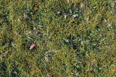 Yeşil çim ve bazı küçük çiçekler ile bir çayır üzerinde görünümü yakın