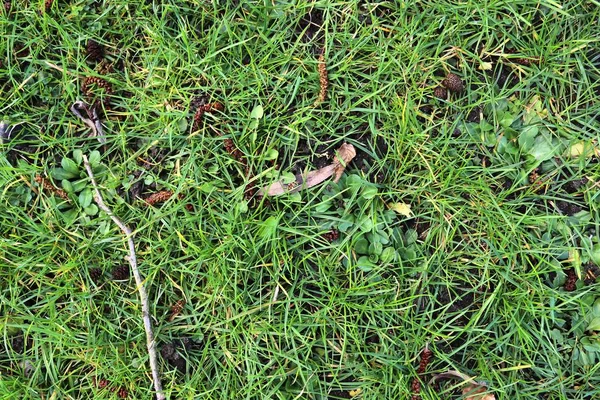 Vue Rapprochée Sur Une Prairie Avec Herbe Verte Quelques Petites — Photo