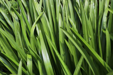 Yeşil çim ve bazı küçük çiçekler ile bir çayır üzerinde görünümü yakın