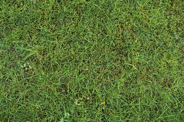 Vue Rapprochée Sur Une Prairie Avec Herbe Verte Quelques Petites — Photo