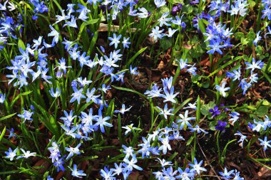 Güneşli bir günde farklı renklerde bir çiçek yatağında güzel bahar çiçekleri
