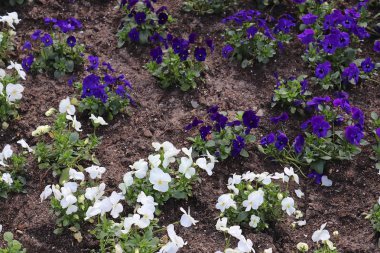 Güneşli bir günde farklı renklerde bir çiçek yatağında güzel bahar çiçekleri