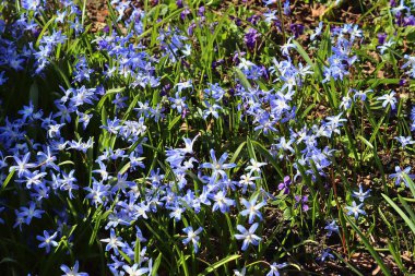Güneşli bir günde farklı renklerde bir çiçek yatağında güzel bahar çiçekleri