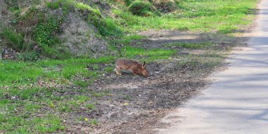 Yaban hayatı tavşan Paskalya bir ülke yolu geçiş