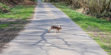 Yaban hayatı tavşan Paskalya bir ülke yolu geçiş