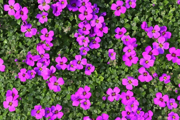 Beautiful Spring Flowers Flower Bed Different Colors Sunny Day — Stock Photo, Image