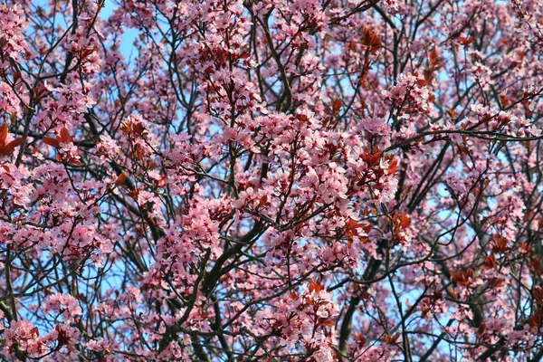 Alberi Fioriti Belli Colorati Davanti Cielo Blu — Foto Stock