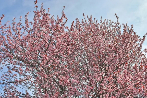 Hermosos Coloridos Árboles Florecientes Frente Cielo Azul —  Fotos de Stock