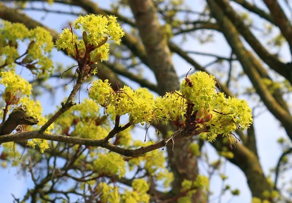 Красиві Барвисті Квітучі Дерева Перед Блакитним Небом — стокове фото