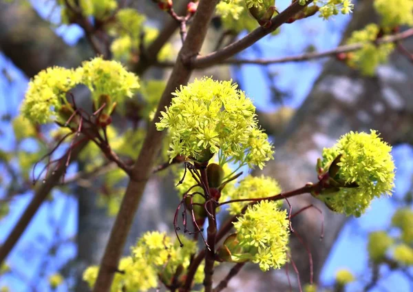 Hermosos Coloridos Árboles Florecientes Frente Cielo Azul — Foto de Stock