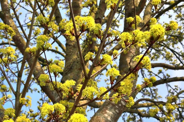 Hermosos Coloridos Árboles Florecientes Frente Cielo Azul — Foto de Stock