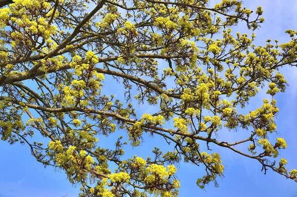 Hermosos Coloridos Árboles Florecientes Frente Cielo Azul — Foto de Stock