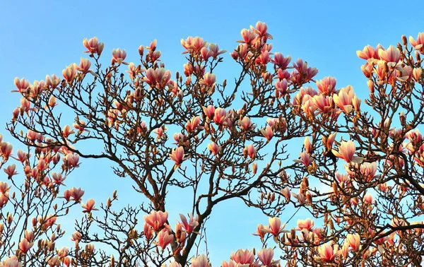 Όμορφα Και Πολύχρωμα Ανθισμένα Δέντρα Μπροστά Από Ένα Γαλάζιο Ουρανό — Φωτογραφία Αρχείου