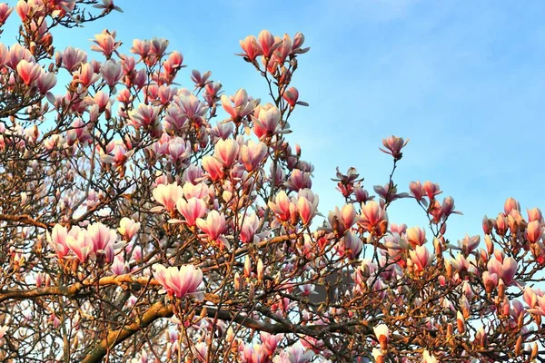 Beautiful Colorful Blooming Trees Front Blue Sky — Stock Photo, Image