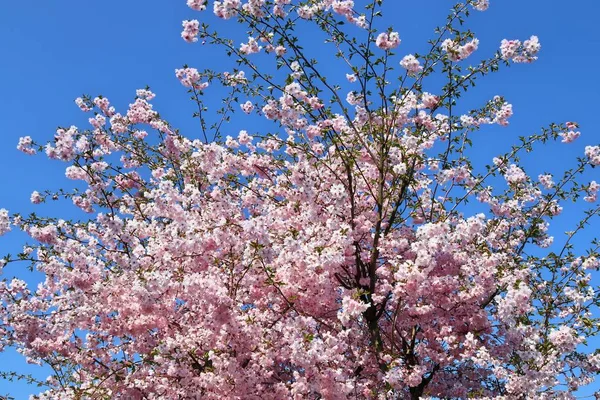 Hermosos Coloridos Árboles Florecientes Frente Cielo Azul —  Fotos de Stock