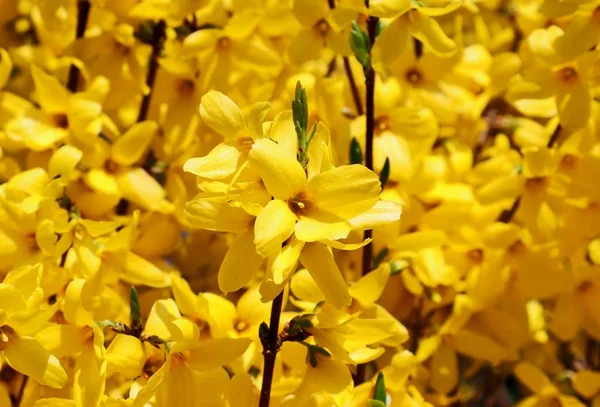 Schöne Und Bunt Blühende Bäume Vor Blauem Himmel — Stockfoto