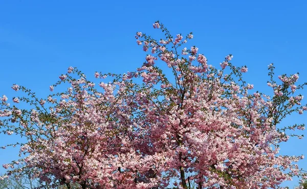 Hermosos Coloridos Árboles Florecientes Frente Cielo Azul —  Fotos de Stock