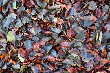 Yüksek çözünürlükte bir orman zemin üzerinde ayrıntılı yakın görünüm