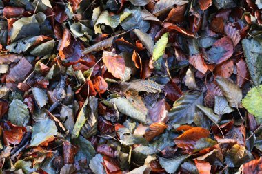 Yüksek çözünürlükte bir orman zemin üzerinde ayrıntılı yakın görünüm