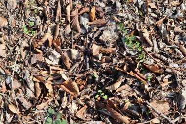 Yüksek çözünürlükte bir orman zemin üzerinde ayrıntılı yakın görünüm