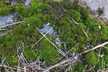 Yüksek çözünürlükte bir orman zemin üzerinde ayrıntılı yakın görünüm