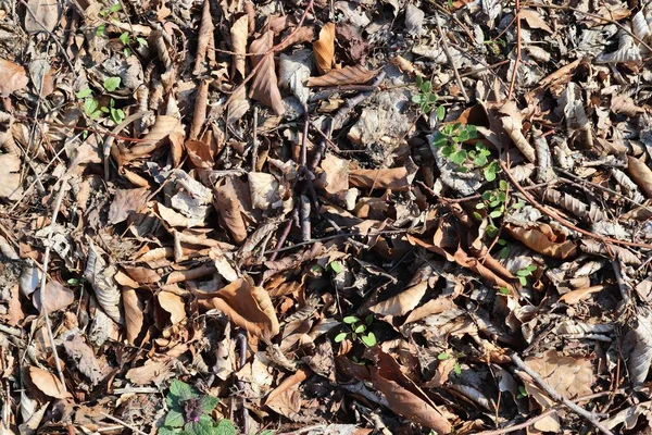 Yüksek çözünürlükte bir orman zemin üzerinde ayrıntılı yakın görünüm