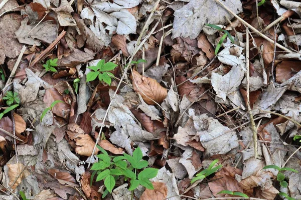 Vue Rapprochée Détaillée Sur Terrain Forestier Haute Résolution — Photo