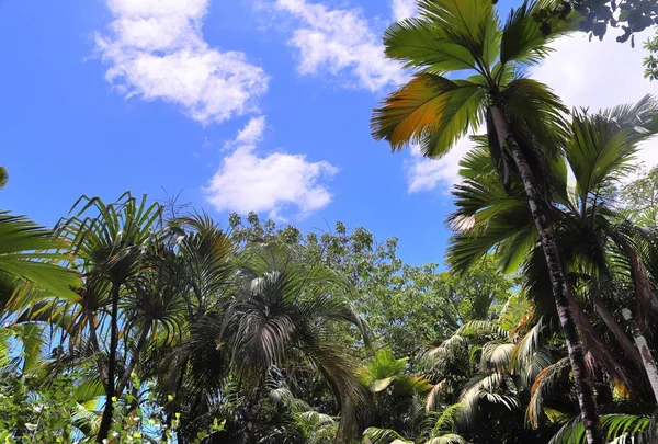 Belles Impressions Paysage Tropical Sur Les Îles Seychelles — Photo