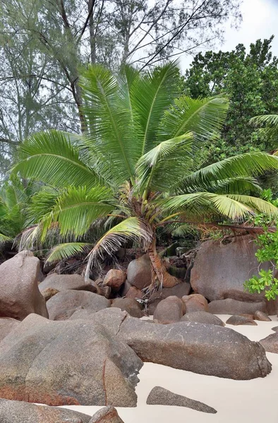 Belas Formações Rochosas Praia Ilha Paradisíaca Seychelles — Fotografia de Stock