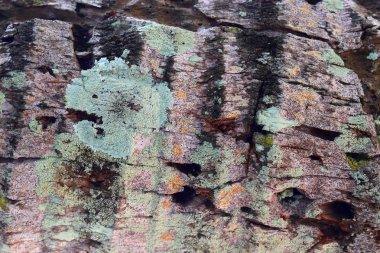 Seyşeller üzerinde yüksek çözünürlüklü palmiye ağacı kabuğu doku atış kadar yakın