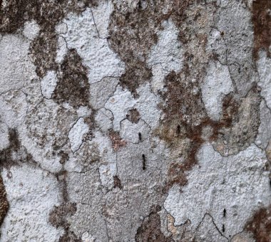 Seyşeller üzerinde yüksek çözünürlüklü palmiye ağacı kabuğu doku atış kadar yakın