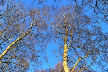 Güneşli bir günde çam ağaçları ile bir nothern Avrupa ormanına güzel bir görünüm