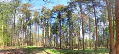 Avrupa'da görülen parlak güneş ışığı ile güzel yüksek çözünürlüklü orman panoraması