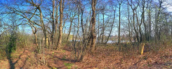 Schönes Hochauflösendes Waldpanorama Mit Hellem Sonnenlicht Europa — Stockfoto