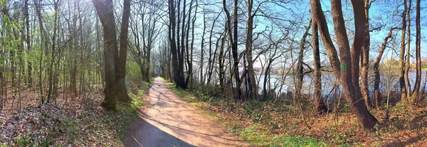 Gyönyörű Nagy Felbontású Erdei Panoráma Ragyogó Napsütéssel Európában — Stock Fotó