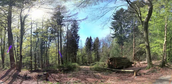 Beautiful High Resolution Forest Panorama Bright Sunlight Seen Europe — Stock Photo, Image