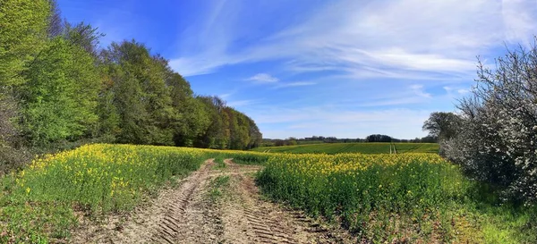 Widok Panoramiczny Wysokiej Rozdzielczości Zielonych Krajobrazów Błękitnym Niebem Północnych Niemczech — Zdjęcie stockowe