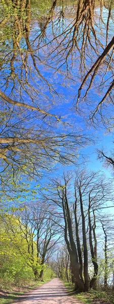 Високою Роздільною Здатністю Відкривається Панорамний Вид Зелені Пейзажі Синім Небом — стокове фото