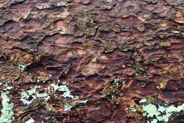 Yüksek çözünürlükte bir ormanda ağaç kabuğu yüzeyini kapatın