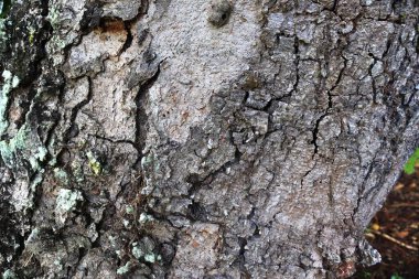 Yüksek çözünürlükte bir ormanda ağaç kabuğu yüzeyini kapatın