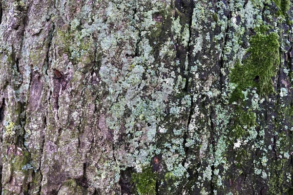 Feche Superfície Casca Árvore Uma Floresta Alta Resolução — Fotografia de Stock