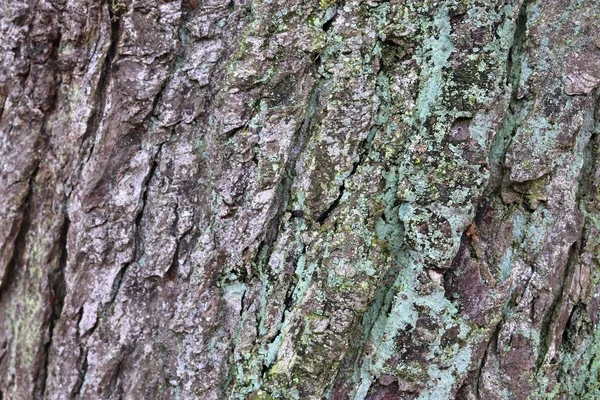 Chiuda Superficie Corteccia Albero Una Foresta Alta Risoluzione — Foto Stock