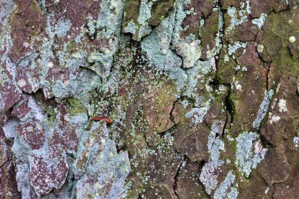 Close Surface Tree Bark Forest High Resolution — Stock Photo, Image